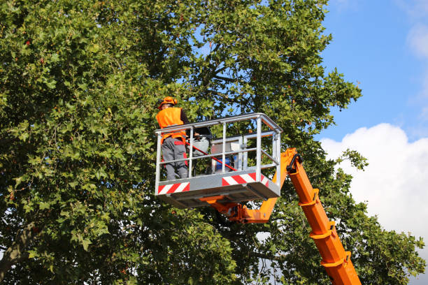 How Our Tree Care Process Works  in  Salem, NJ