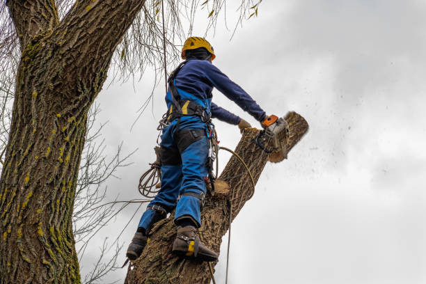 Best Tree Risk Assessment  in Salem, NJ